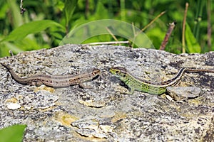 Two lizards on a stone