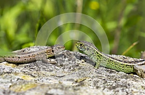 Two lizards on a stone