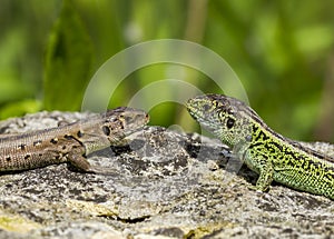 Two lizards on a stone