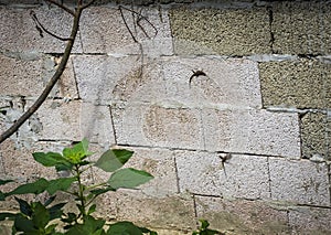 Two lizards on a stone wall. Nature