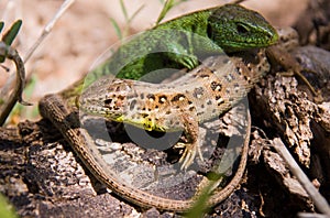 Two lizards sunning on rock photo