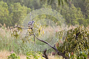 Two lizzard buzzards on a branch