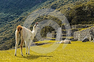 Two Llama in Machu Picchu, Peru photo