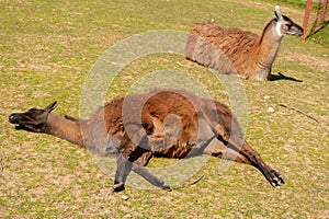 two llamas on the grass. one llama sleeps on the grass against the background of the second llama resting on the grass photo