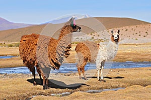 Two llamas grazing near the Laguna Colorada in South Lipez, Bolivia