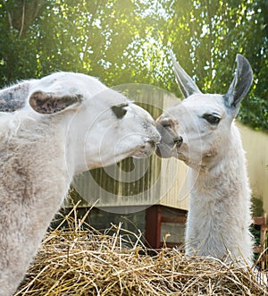 Two llamas kissing munching hay feeders outdoor.