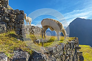 Two llamas in Machu Picchu, Cusco, Peru