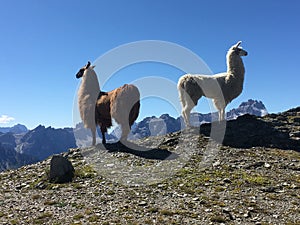 Two llamas from south tirol