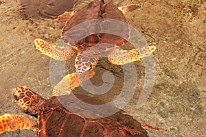 Two loggerhead sea turtle in Gumbo limbo natural c photo