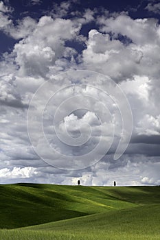 Two lone Cypress trees in the fields around San Quirico Val D`Orcia Tuscany