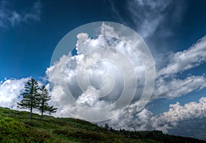 Two lone pine trees on the horizon under a wild and expressive cloudy sky