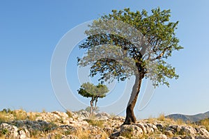 Two lone trees on hill photo