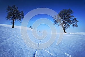 Two lone trees in winter snowy landscape with blue sky