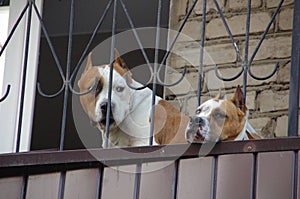 Two lonely bored pitbulls on a balcony photo