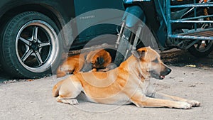 Two lonely dogs lie on street near a car in Thailand