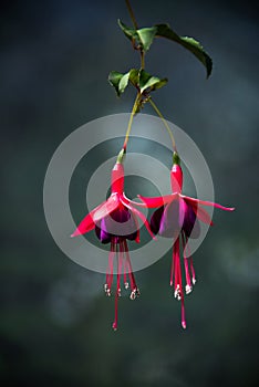 Two lonely fuxia flowers hanging im the air