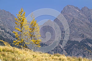 Two Lonely Golden Yellow Autumn Aspen Trees In Roc