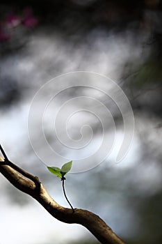 Due solitario foglie sul un albero 