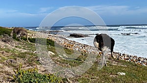 Two lonely ostriches on the beach