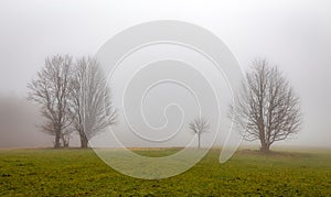 Two lonely trees in the dense fog on the green gras at Czech Moravian Highland