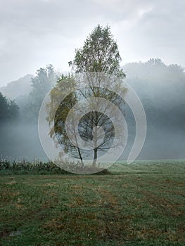 Two lonely trees standing in a hazy meadow. Mysterious autumn mood in the city of Heiligenhaus. Beautiful Bergisches Land