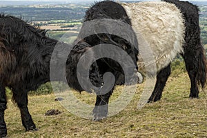 Two long haired cattle Malvern Hills Worcestershire England
