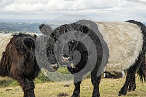 Two long haired cattle Malvern Hills Worcestershire England