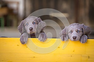 Two long-haired Weimaraner puppies stand up side by side with their paws on two legs and look over a yellow wooden barrier. The