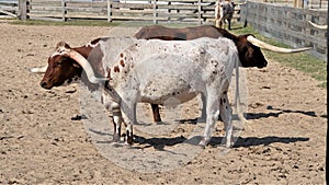 Two long horn steers standing in a corral in Texas