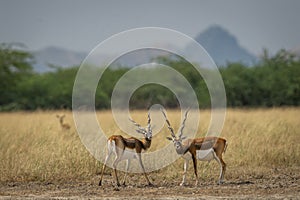 Two long horned male blackbuck or antilope cervicapra or indian antelope with eye contact in natural scenic landscape of tal