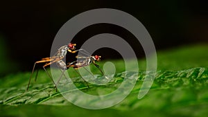 Two long-legged flies mating