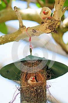 Two long-tailed finches & nest