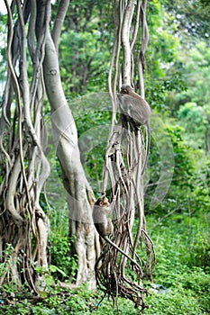 Monkeys at Home in the Rainforest