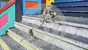 Two long-tailed macaques are sitting on the steps of a Hindu temple.