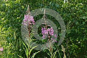 Two long wild green plants with small red flowers