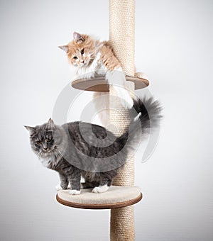 Two longhair cats on scratching post