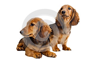 Two Longhair dachshund puppies