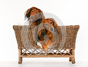 Two longhaired dachshund dogs in dog sofa