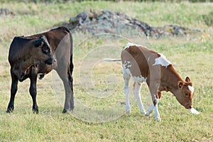 Two longhorn calves eating prairie grass