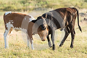 Two longhorn calves play fighting photo