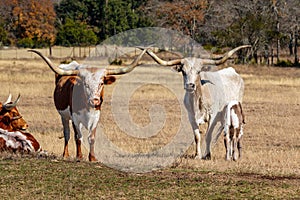 Two Longhorns and a Calf