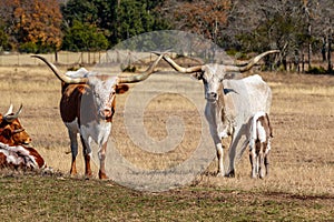 Two Longhorns and a Calf photo