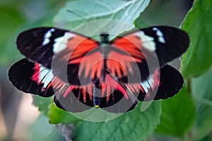 Two longwing heliconian butterflies with wide open wings