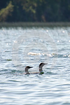Two loons on child`s lake, duck mountain provincial park, Manitoba, canada