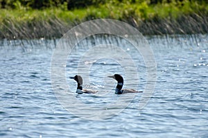 Two loons on child`s lake, duck mountain provincial park, Manitoba, canada