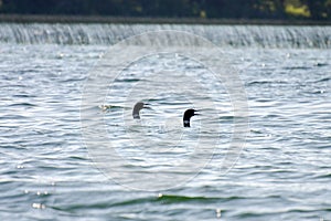 Two Loons squawking on Child`s Lake, Duck Mountain Provincial Park, Manitoba, Canada