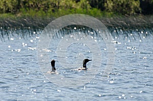 Two Loons swimming on Child`s Lake, Duck Mountain Provincial Park, Manitoba, Canada