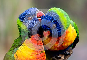 Two lorikeet birds photo