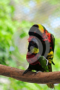 Two lorikeet birds mating