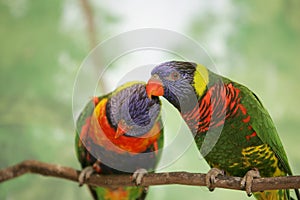 Two lorikeet lovebirds